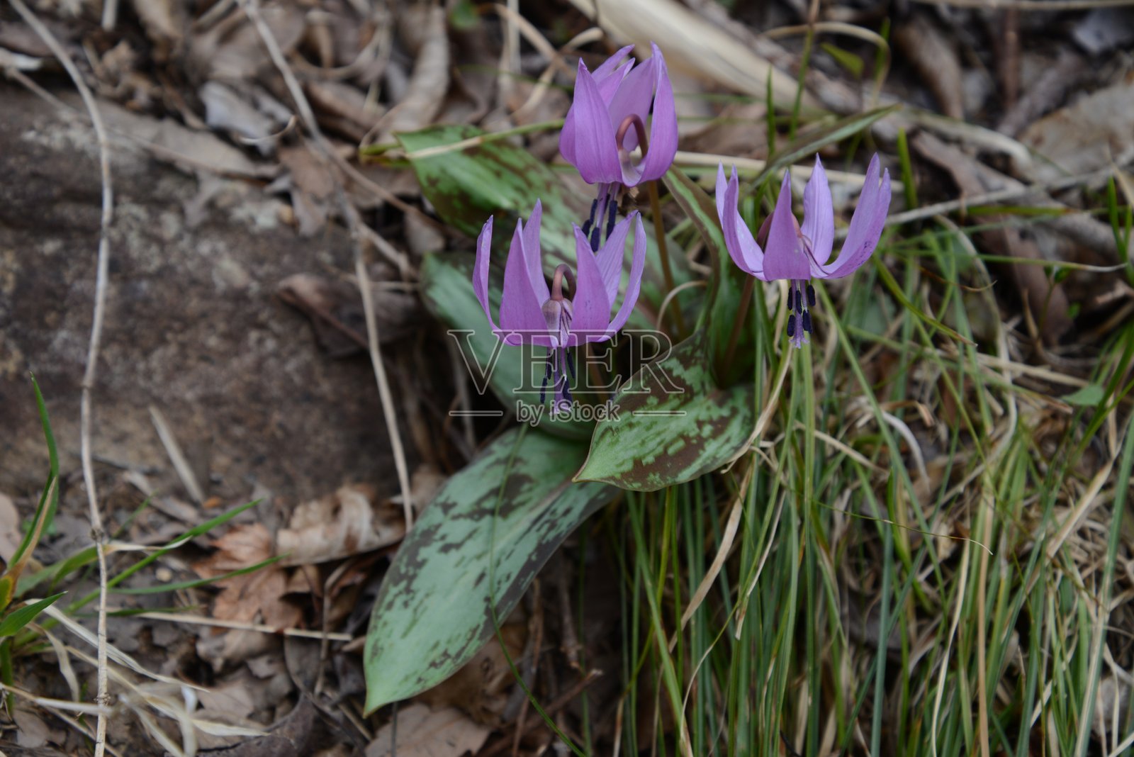 卡塔库里花装点着早春的田野照片摄影图片