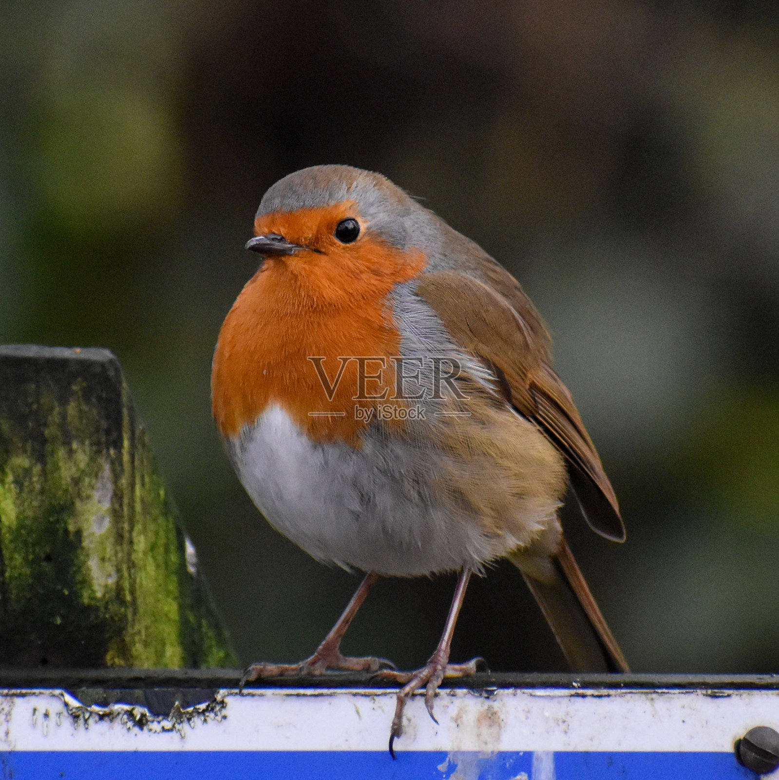 罗宾照片摄影图片