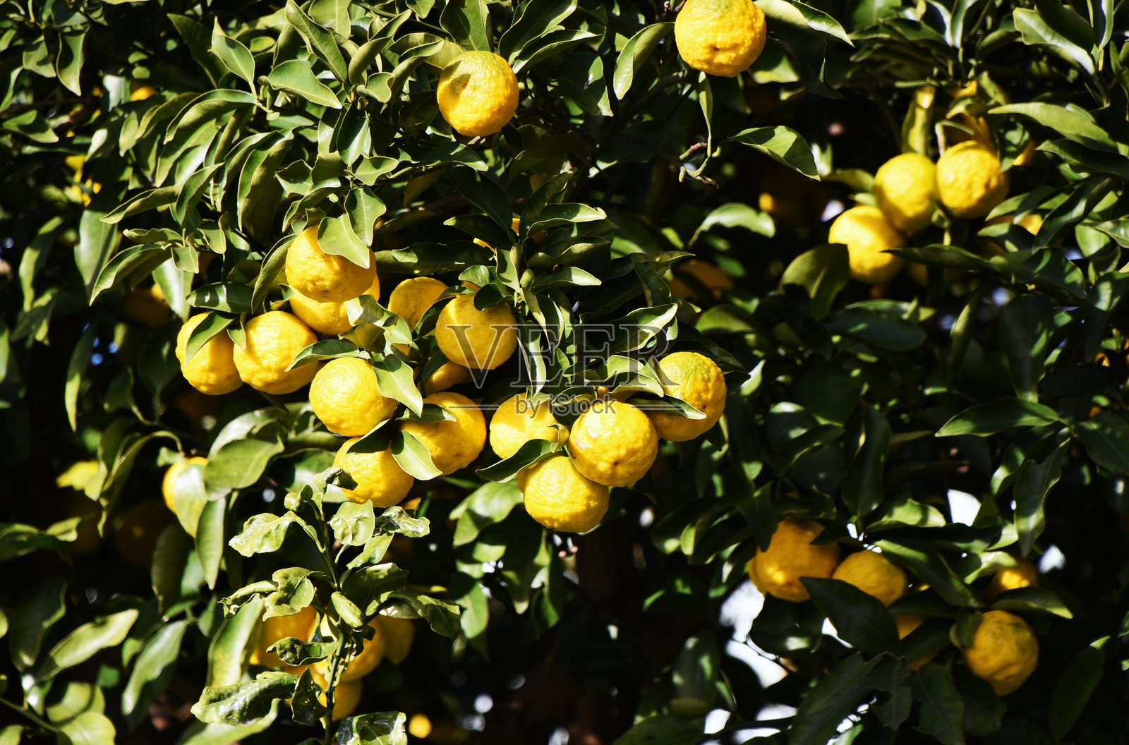 柚子（Citrus junos）果实。芸香科常绿柑橘果树。照片摄影图片