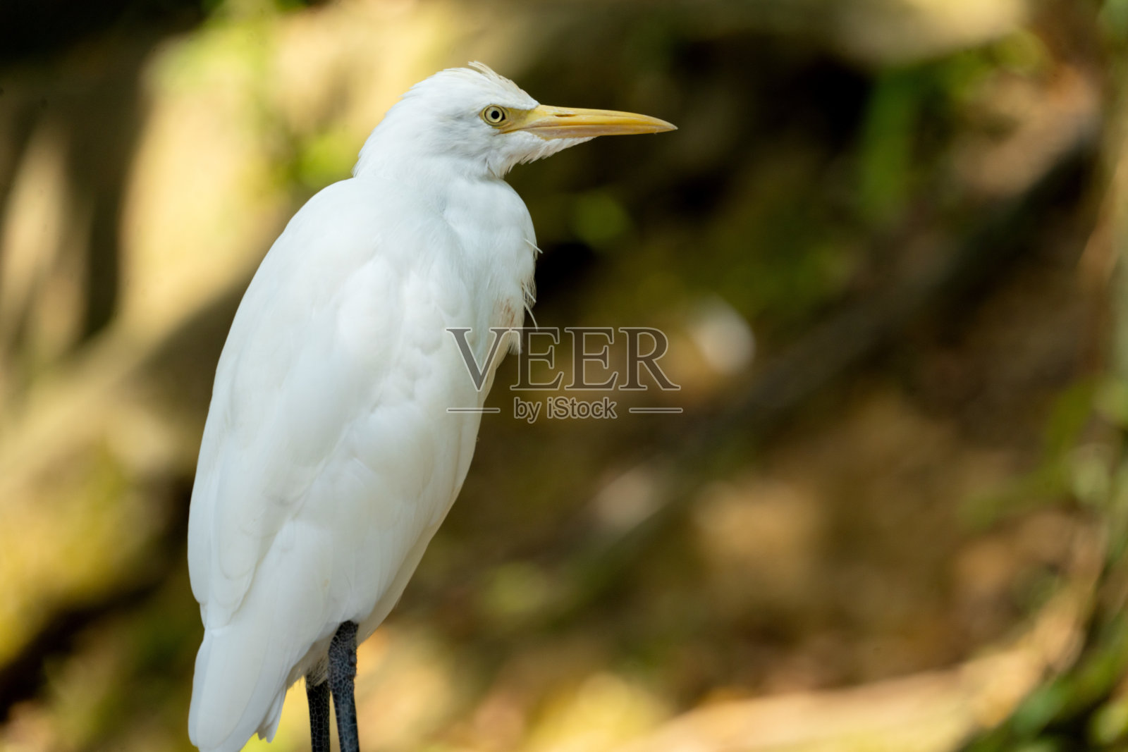 牛背鹭的肖像。牛背鹭的特写视图。照片摄影图片
