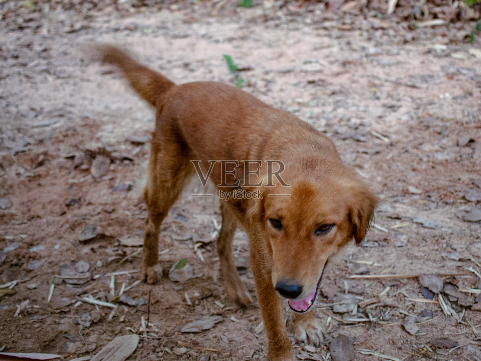 可怜的流浪狗照片摄影图片