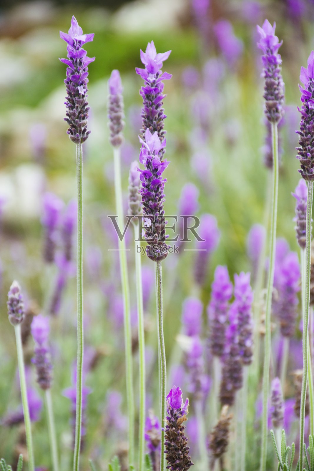 夏季盛开的薰衣草照片摄影图片