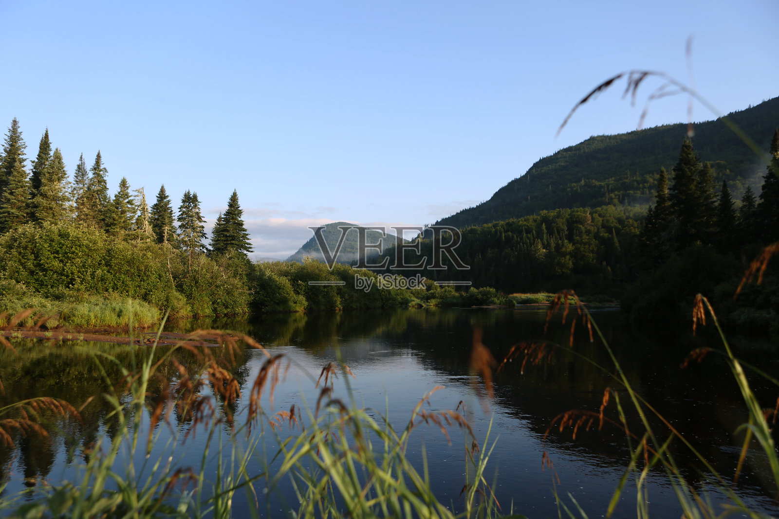 宁静的河流环绕着被浓密加拿大森林覆盖的松树岛屿照片摄影图片