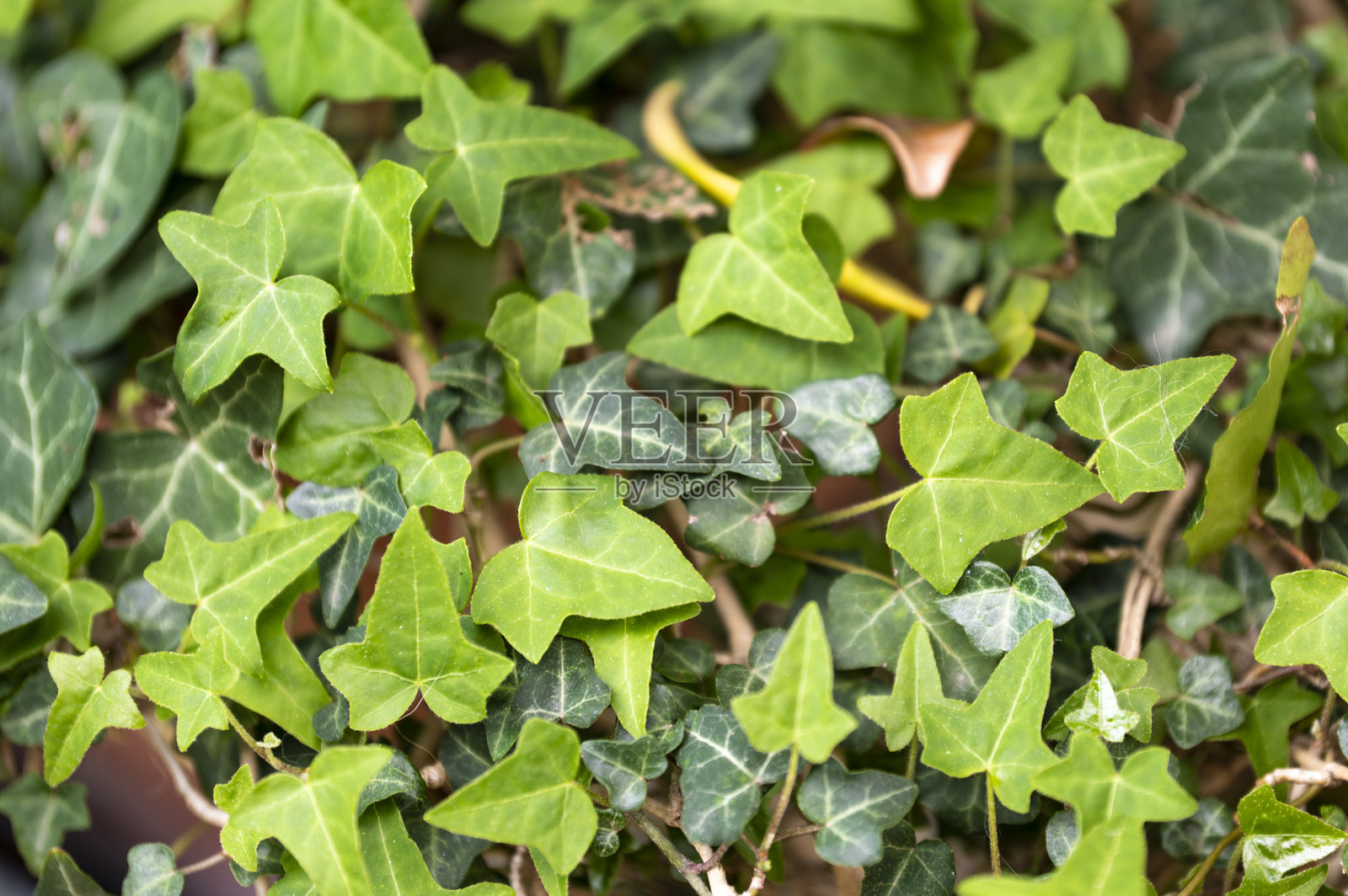 常春藤植物的叶子。绿色叶子的地毯照片摄影图片