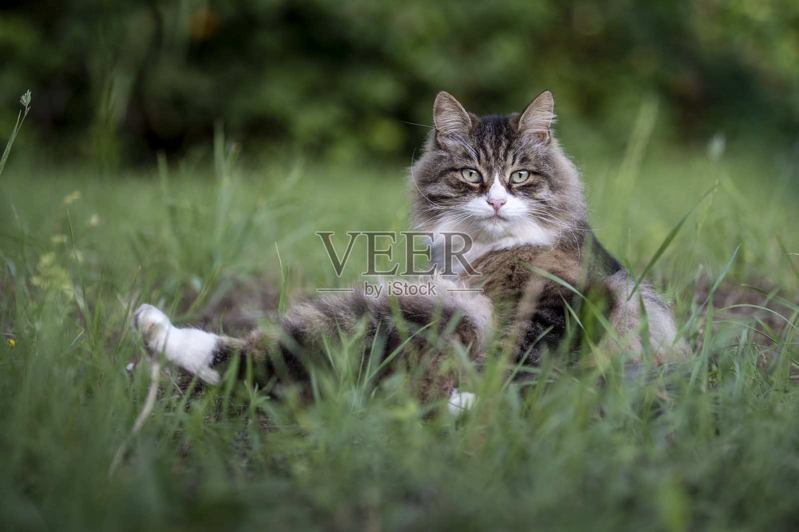 美丽的长毛猫在草地上看着镜头照片摄影图片