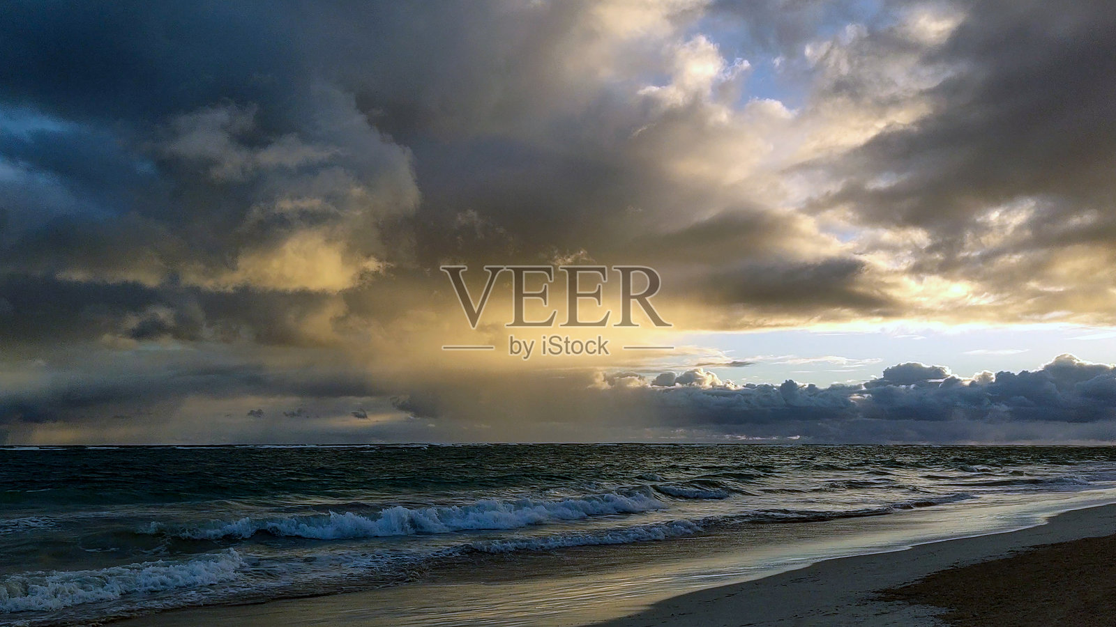 孔雀雌鸟与芦荟照片摄影图片