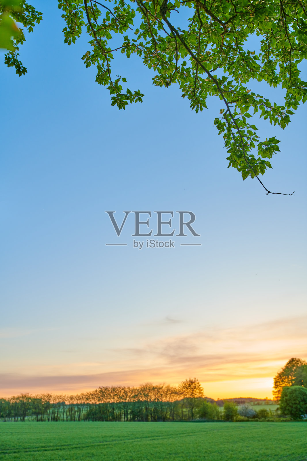 宁静的春季日落映照在郁郁葱葱的绿野和树叶上照片摄影图片