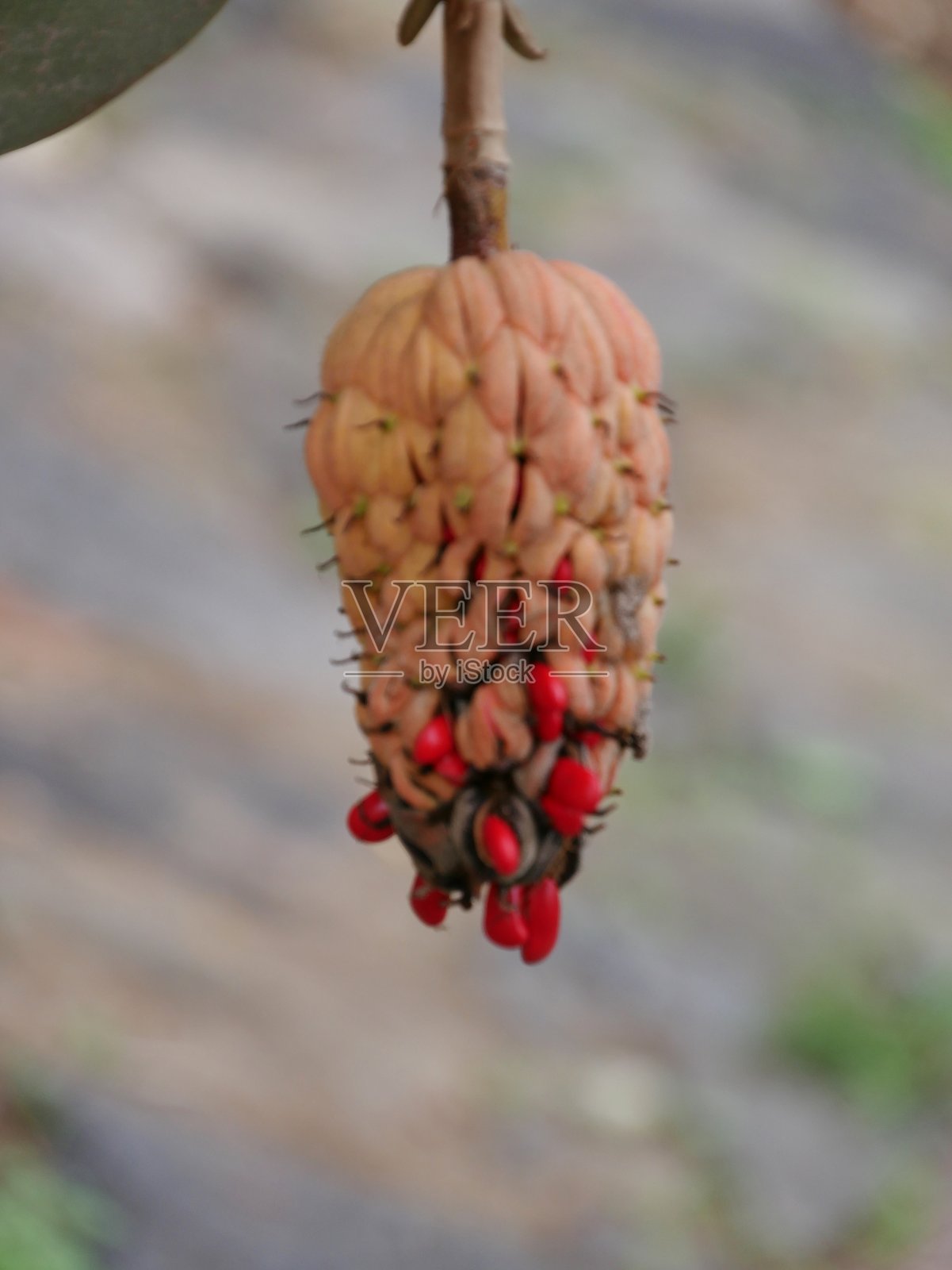 木兰植物照片摄影图片
