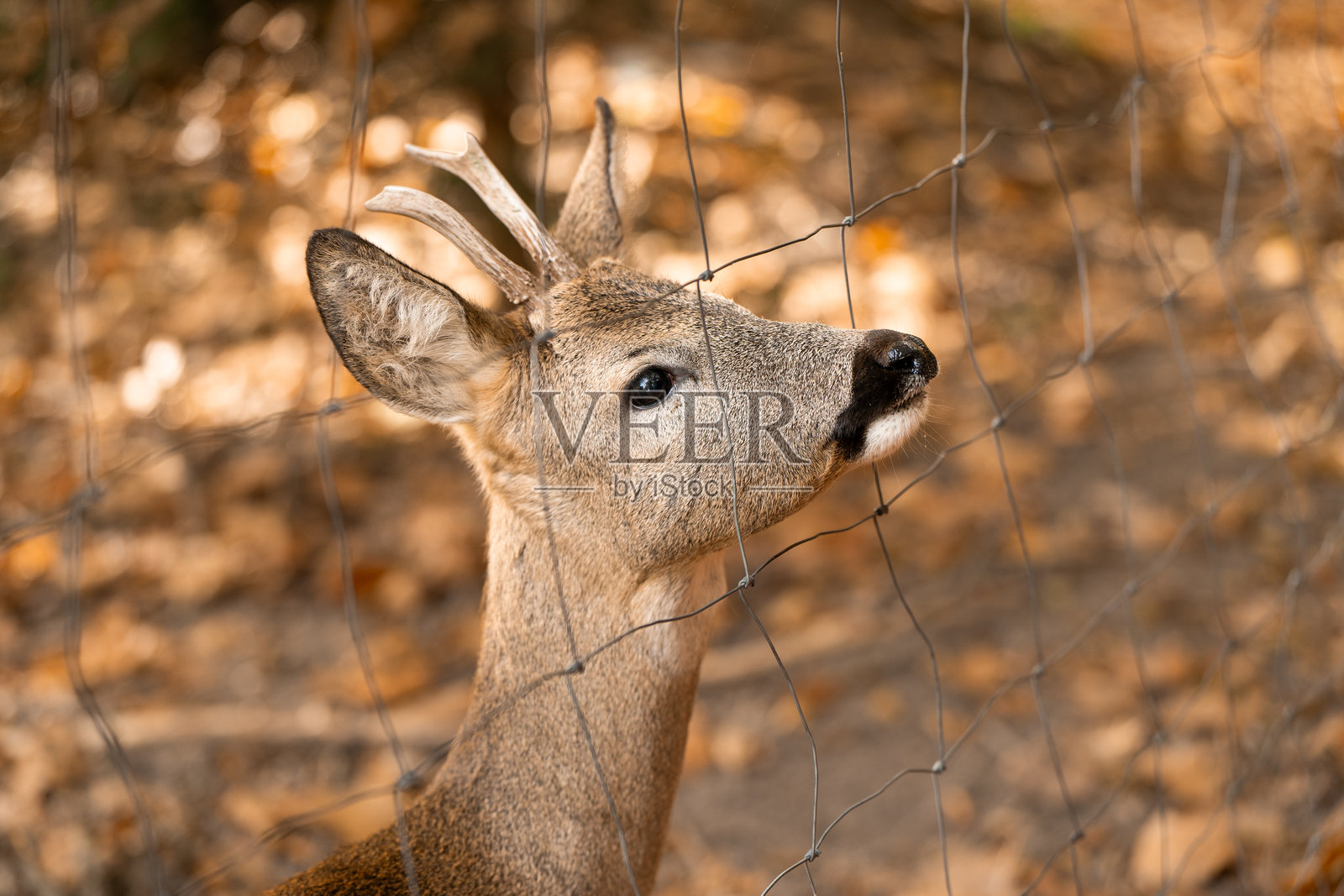一只美丽的年轻鹿在阳光明媚的秋季森林中漫步。肖像。照片摄影图片