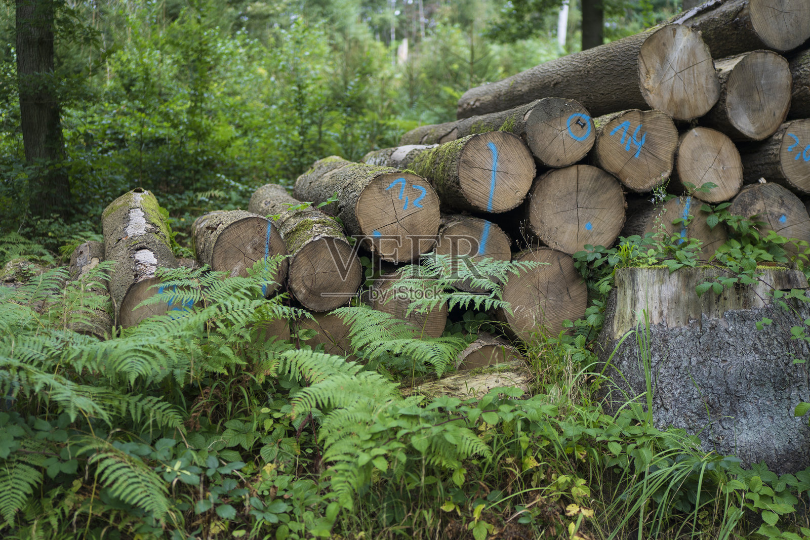 整齐排列的锯木树干。可持续林业概念照片摄影图片