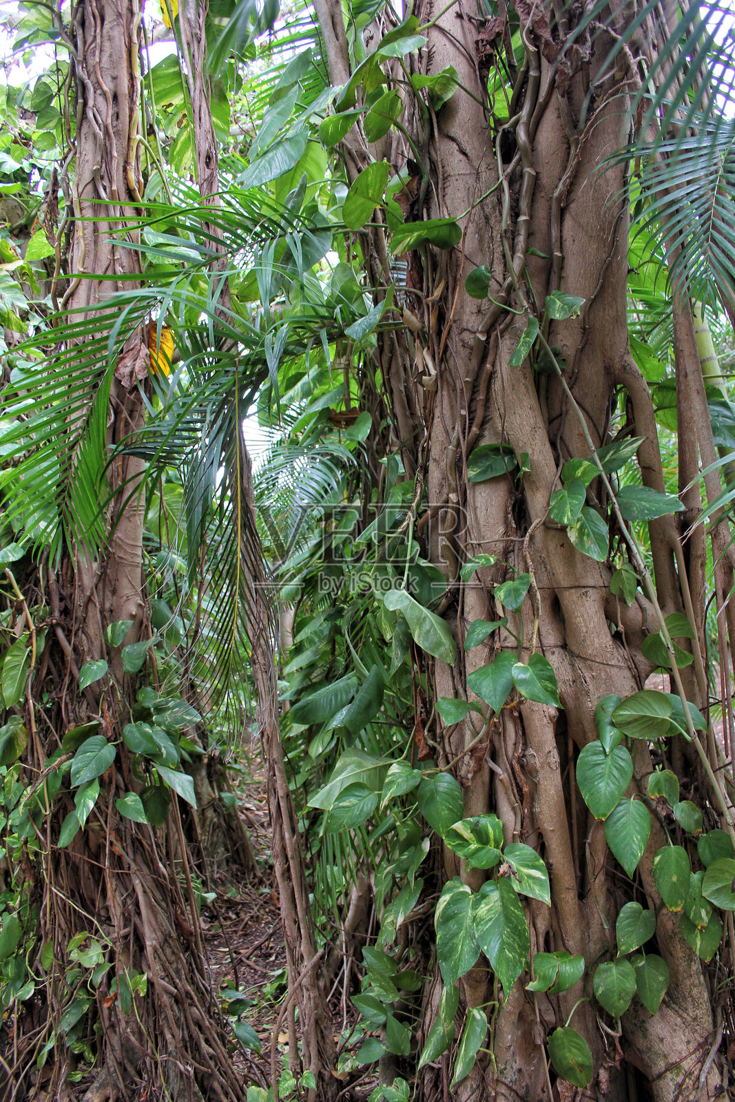 佛罗里达东南部的竹林和红树林照片摄影图片