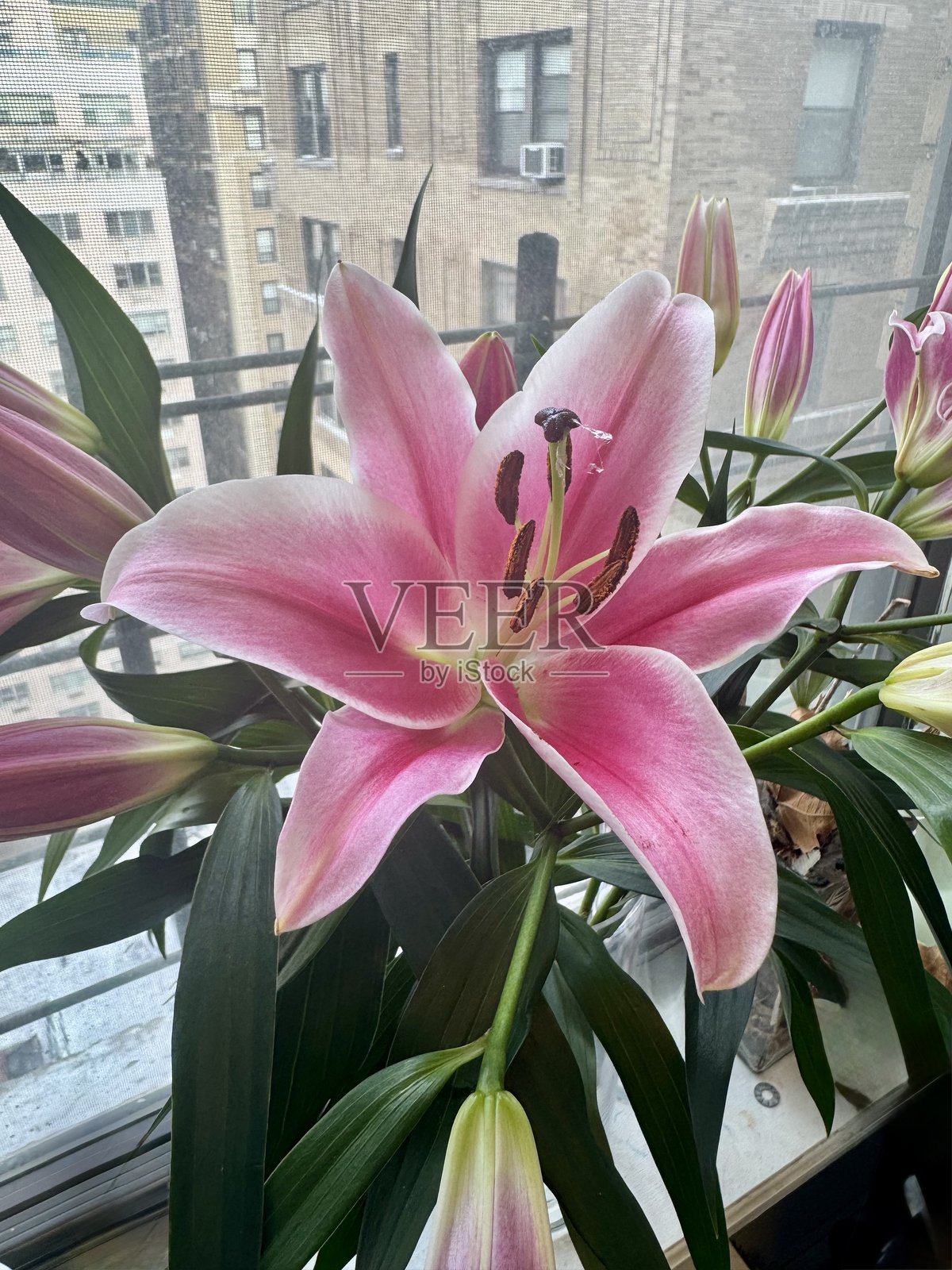 城市窗户中的粉色百合照片摄影图片