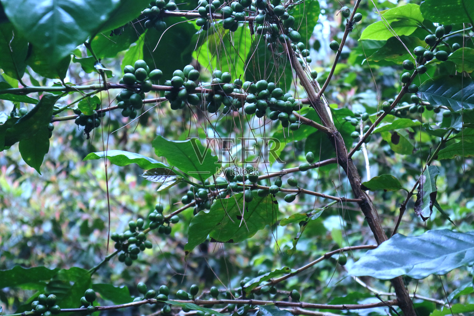 树上的未成熟咖啡果照片摄影图片