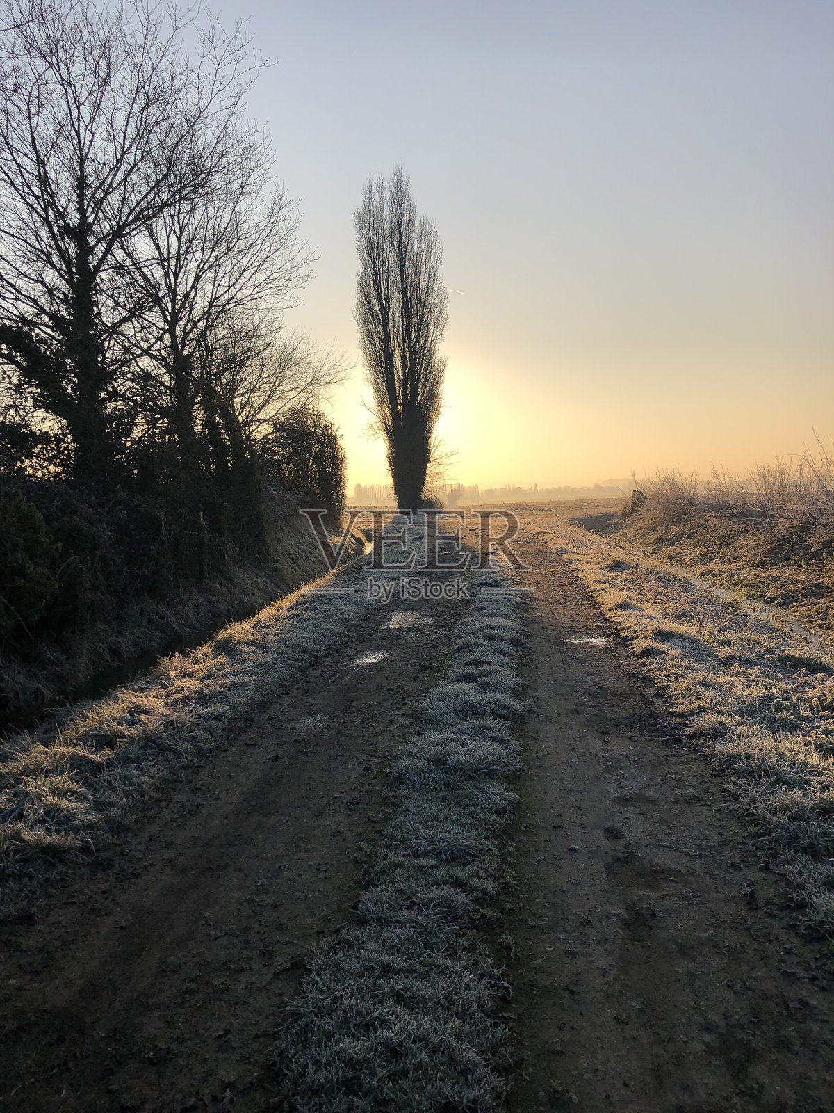 在法国萨尔特，冰冻自然中的步道上，一棵树遮挡着阳光。照片摄影图片