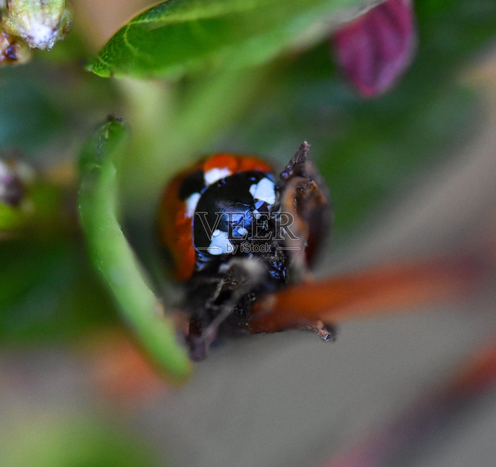 瓢虫照片摄影图片