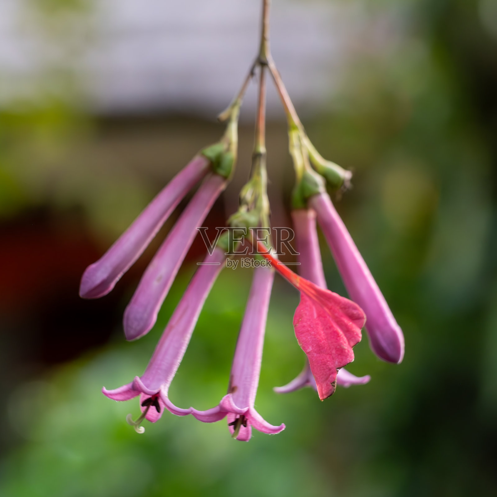 精致的粉色悬挂花朵照片摄影图片