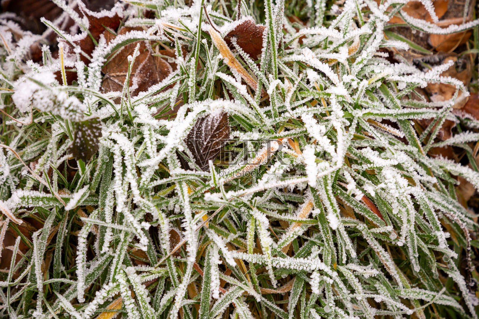 霜冻的树叶背景，象征冬季的和谐色彩照片摄影图片