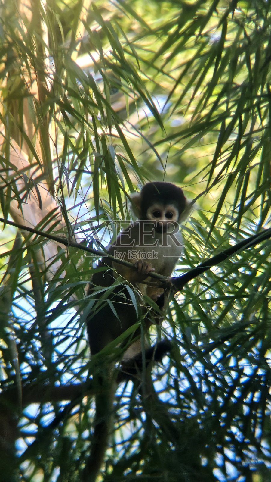 在亚马逊雨林中，一只松鼠猴好奇地趴在树枝上看着镜头。照片摄影图片