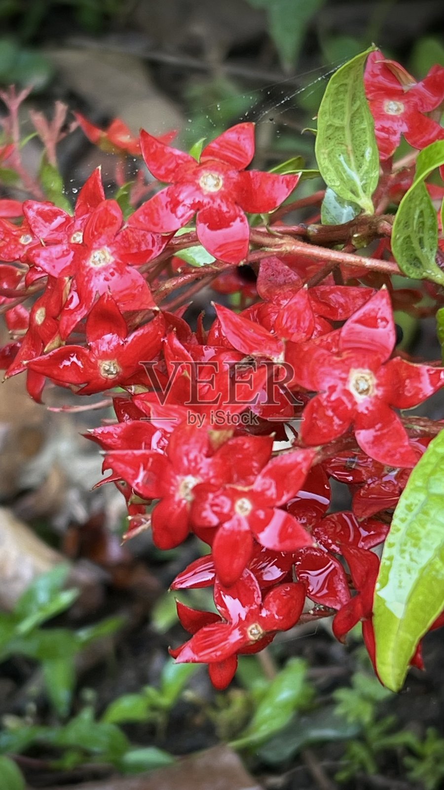 森林中盛开的红色野花特写，带有雨滴。照片摄影图片