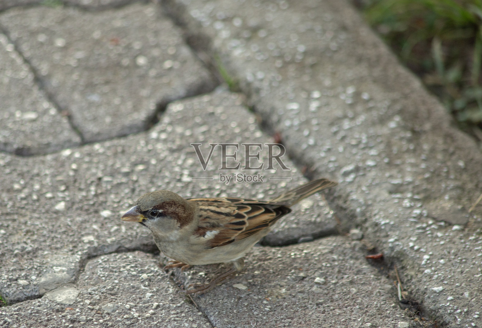 科托尔市（黑山）小路上的麻雀。照片摄影图片