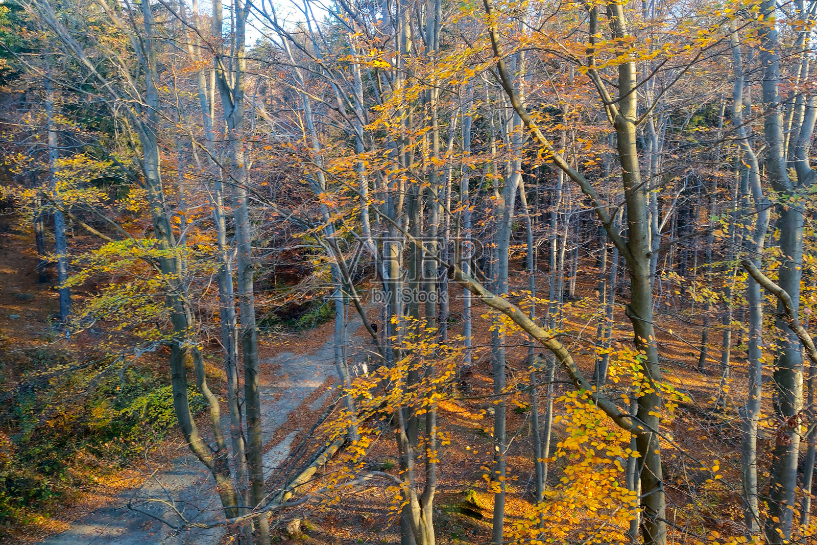 宁静林地环境中五彩斑斓的秋季森林小径照片摄影图片