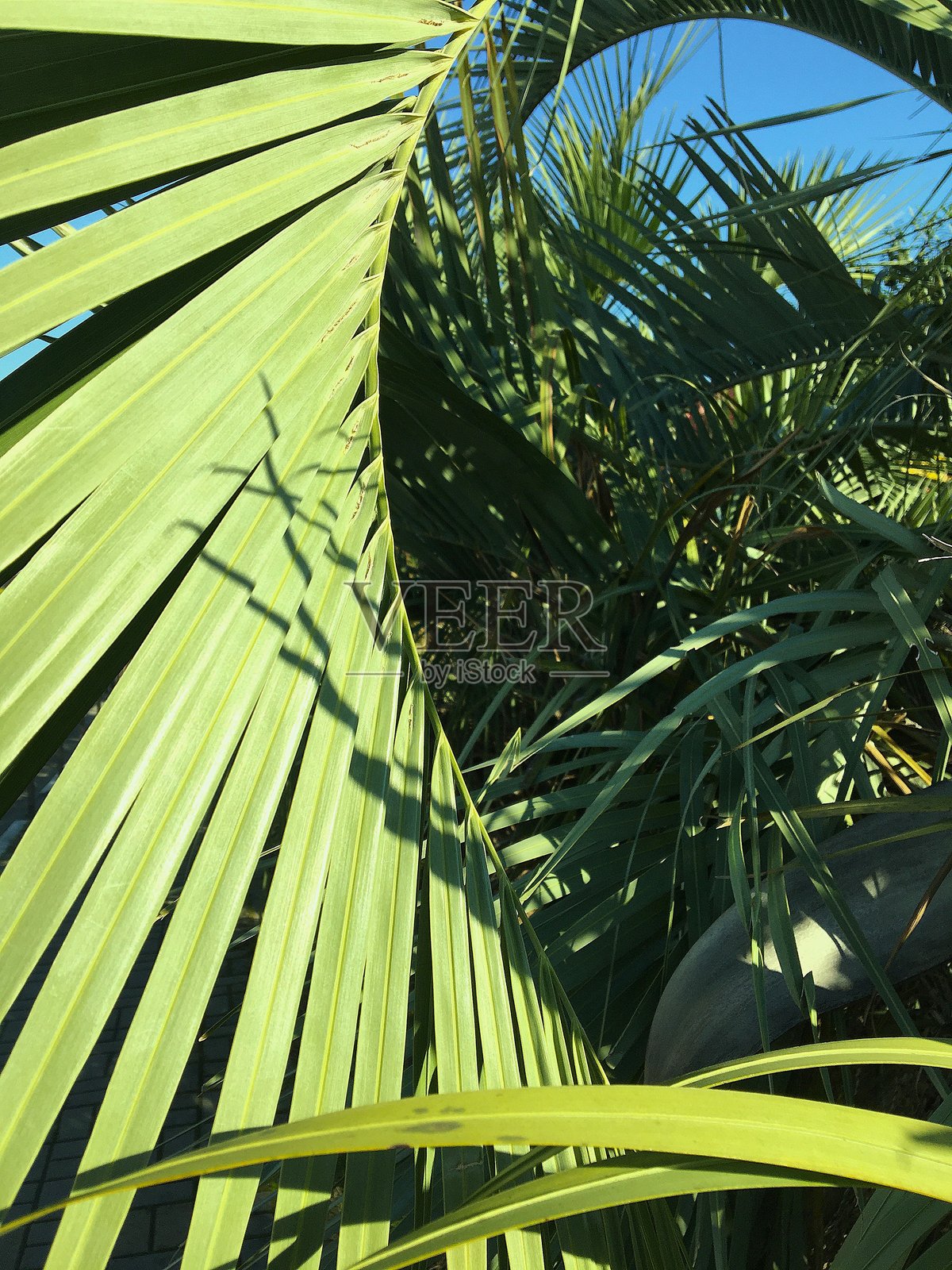 棕榈叶的曲线和纹理。绿色棕榈叶特写，带有阴影。照片摄影图片