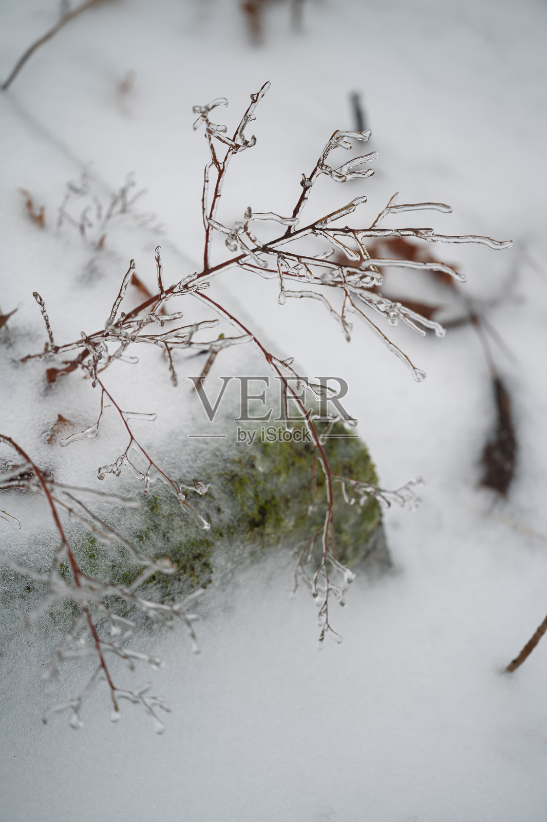 冰壳中的干枝照片摄影图片