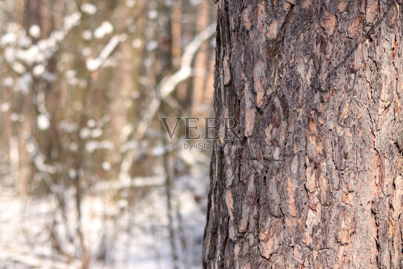冬季森林中松树树皮的特写照片摄影图片