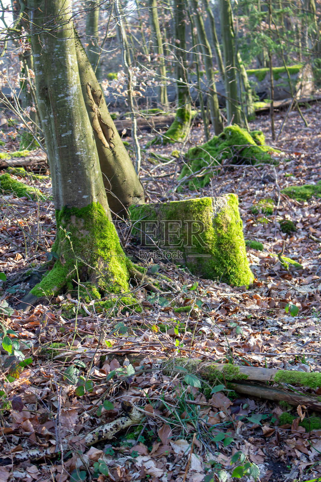 覆盖着绿色苔藓的大树干照片摄影图片