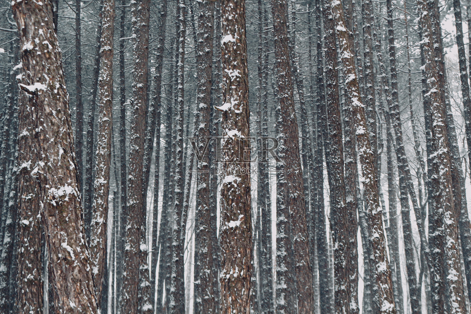 森林中树木的全景拍摄照片摄影图片