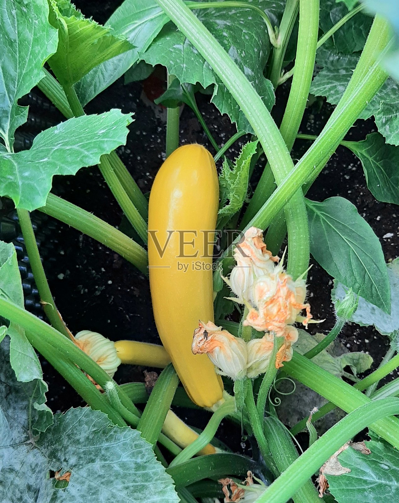 花园中成熟的西葫芦照片摄影图片