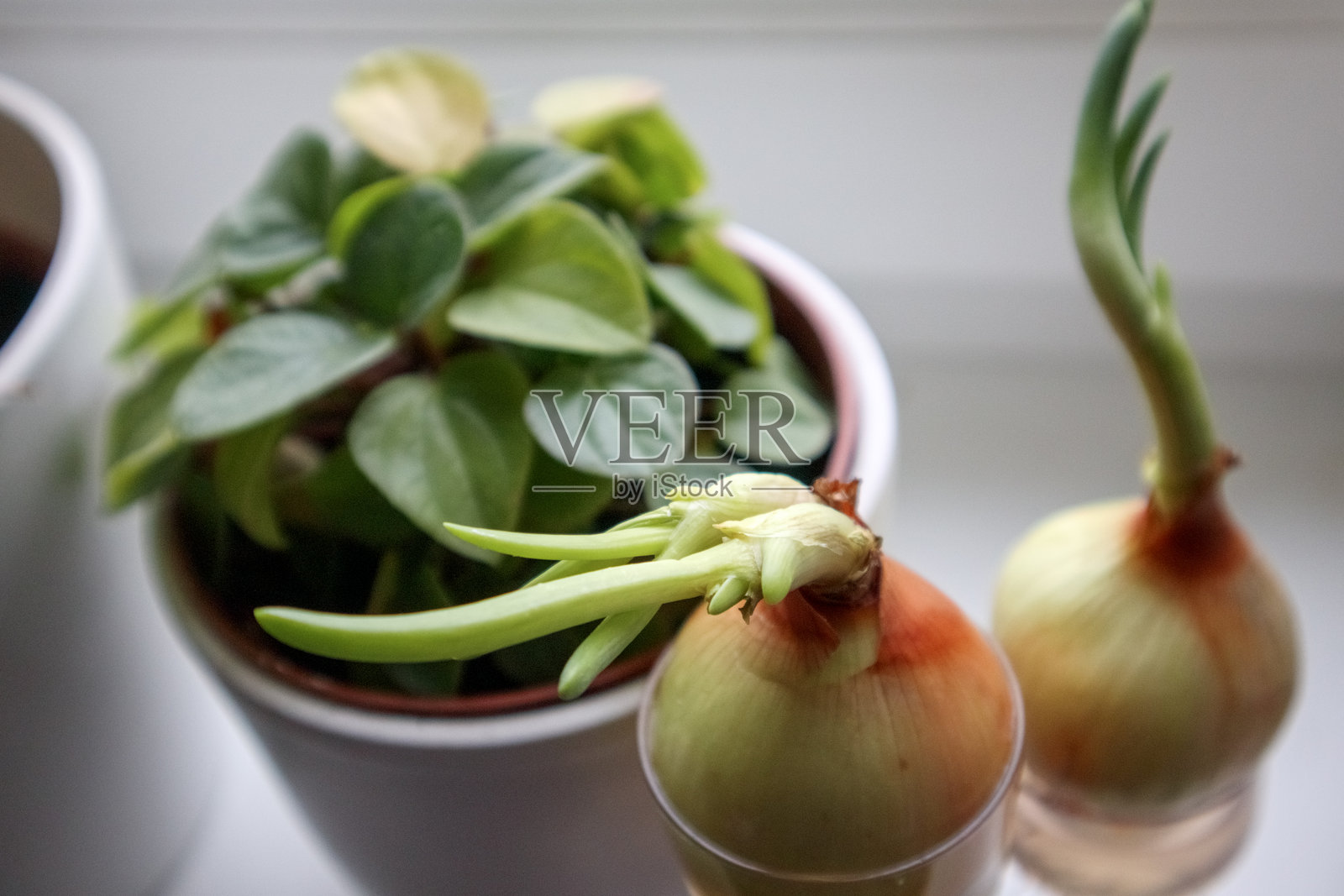 一个正在发芽的球茎，顶部长出嫩绿的芽。照片摄影图片