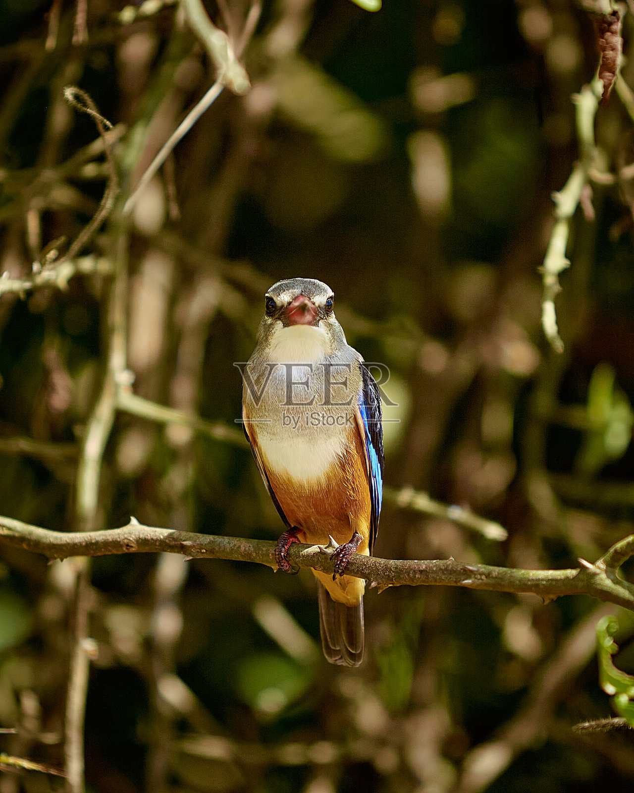 美丽的鸟照片摄影图片
