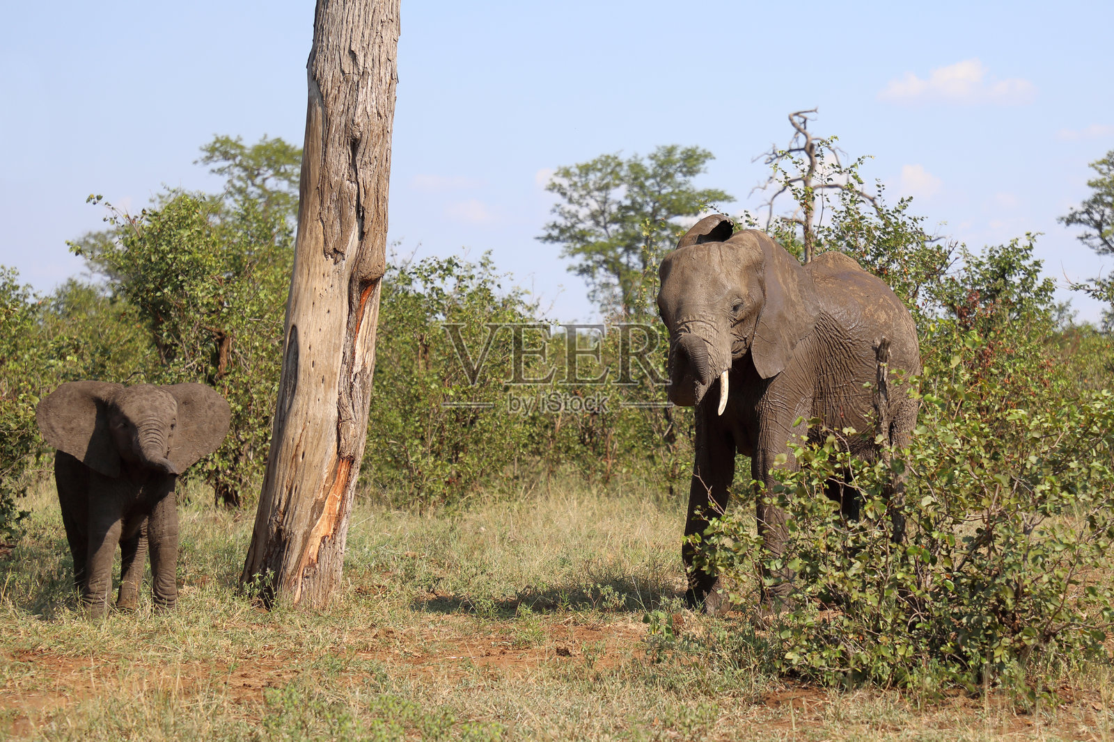 非洲象 / African elephant / Loxodonta africana照片摄影图片