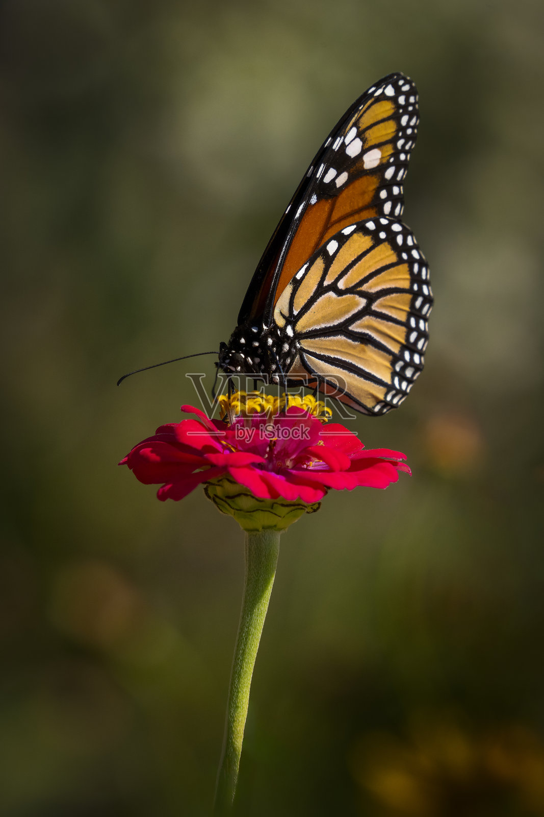 君主红百日草盛开照片摄影图片