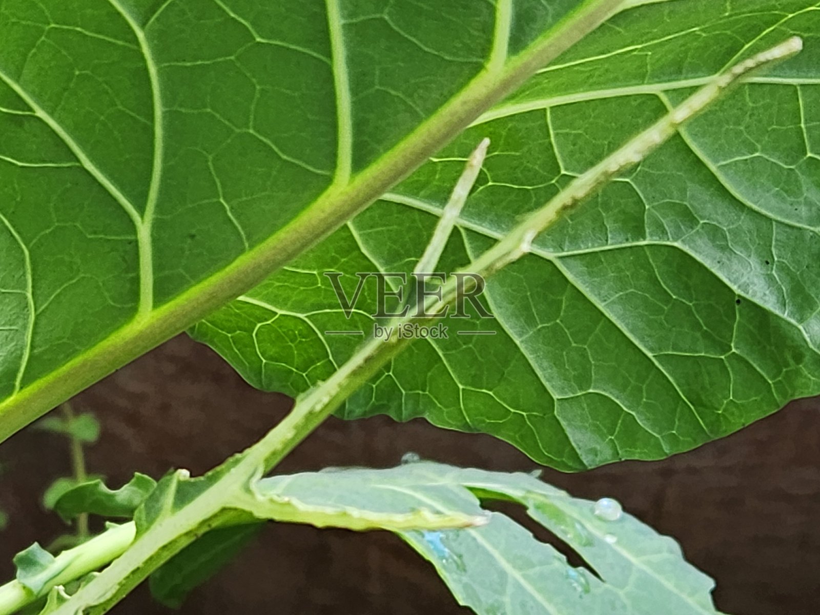 观察到羽衣甘蓝叶子边缘被啃食和变色的情况时，可以明显发现毛虫的存在，因为它们以叶子为食，造成了严重的损害，降低了植物的生产力。照片摄影图片