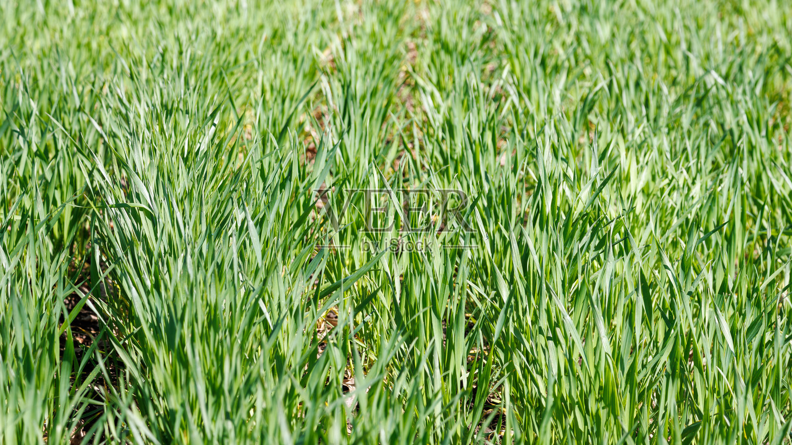 春天郁郁葱葱的小麦田特写，展现了在自然阳光下生长的年轻健康植物。照片摄影图片