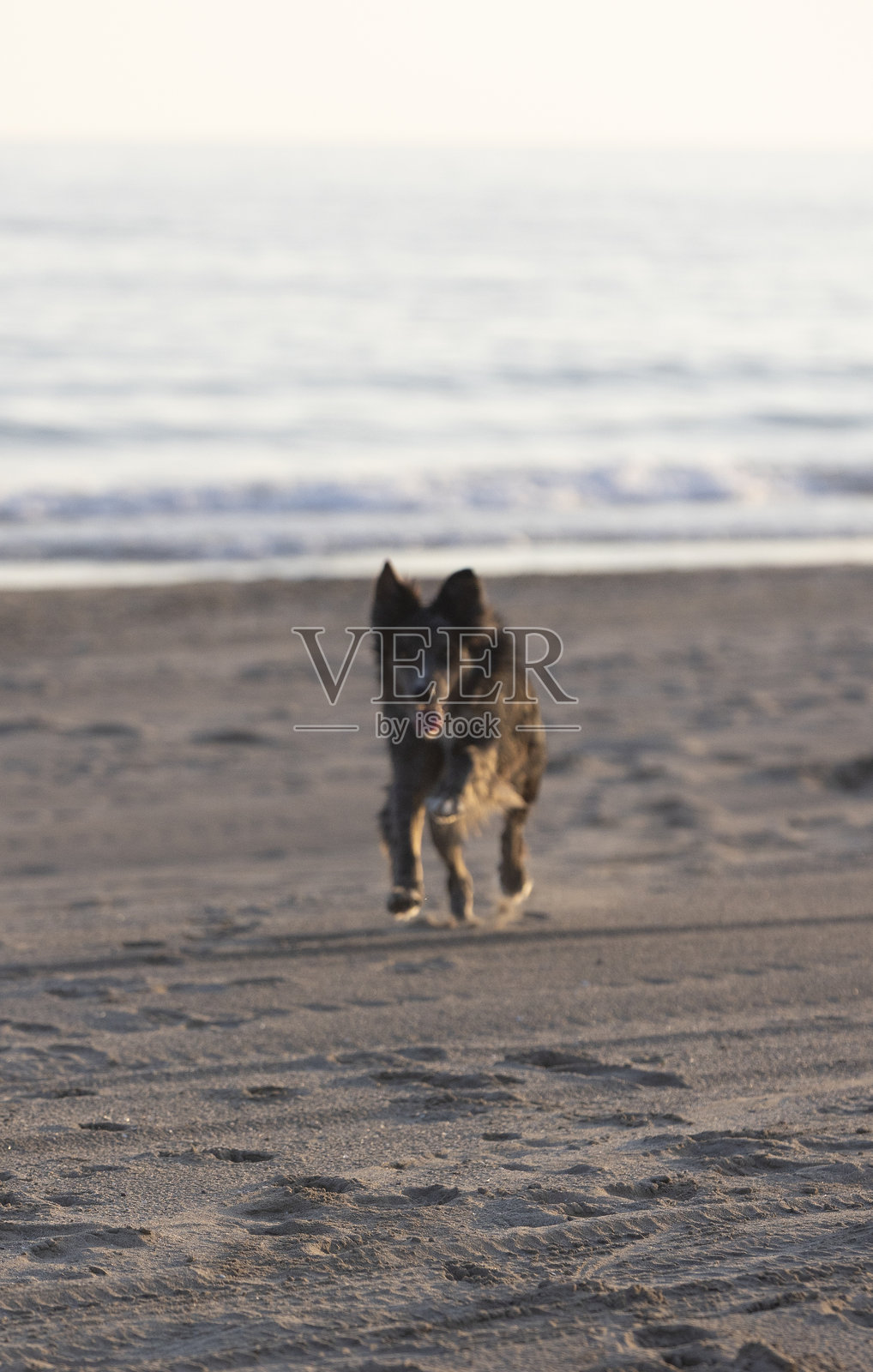 边境牧羊犬在日落时分的海滩上奔跑，享受自由和新鲜空气照片摄影图片