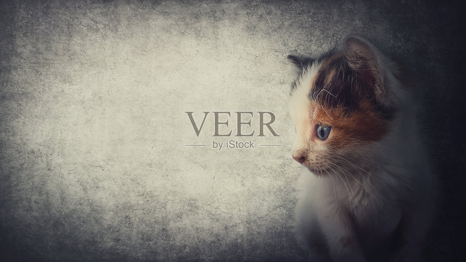 侧面特写可爱小猫的肖像，表现出好奇，背景为灰色墙壁，留有广告空白。可爱的小猫，条纹棕灰色毛发。迷人的毛茸茸宠物。照片摄影图片