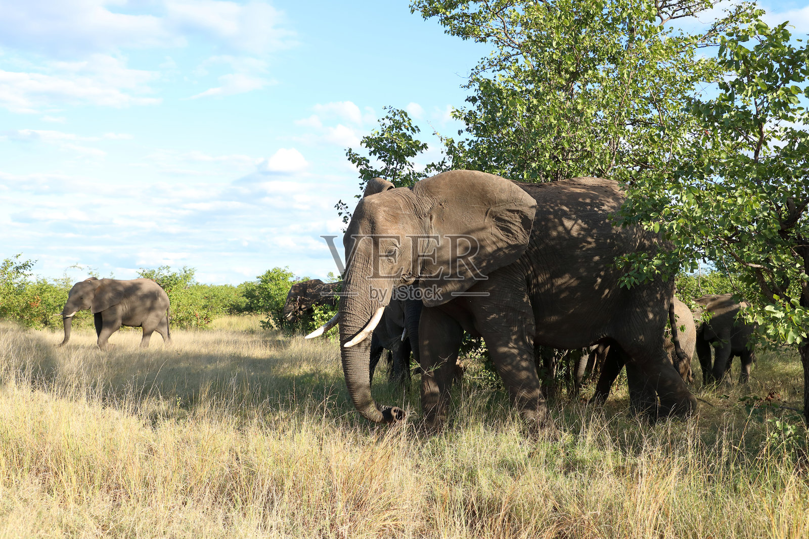 非洲象 / 非洲象 / 非洲象 (Loxodonta africana)照片摄影图片