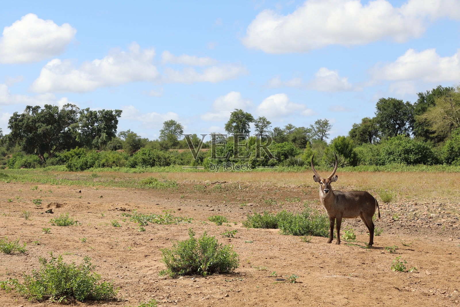 辛格维兹河中的水羚羊 / 水羚羊 / 科布斯·埃利普西普里姆努斯照片摄影图片
