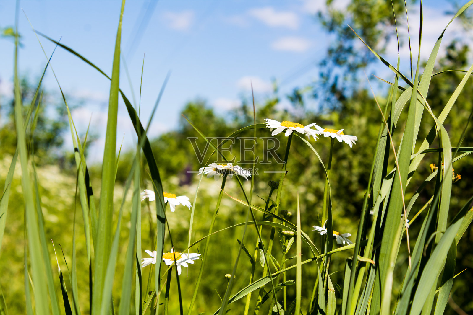 在阳光明媚的夏日草地上照片摄影图片