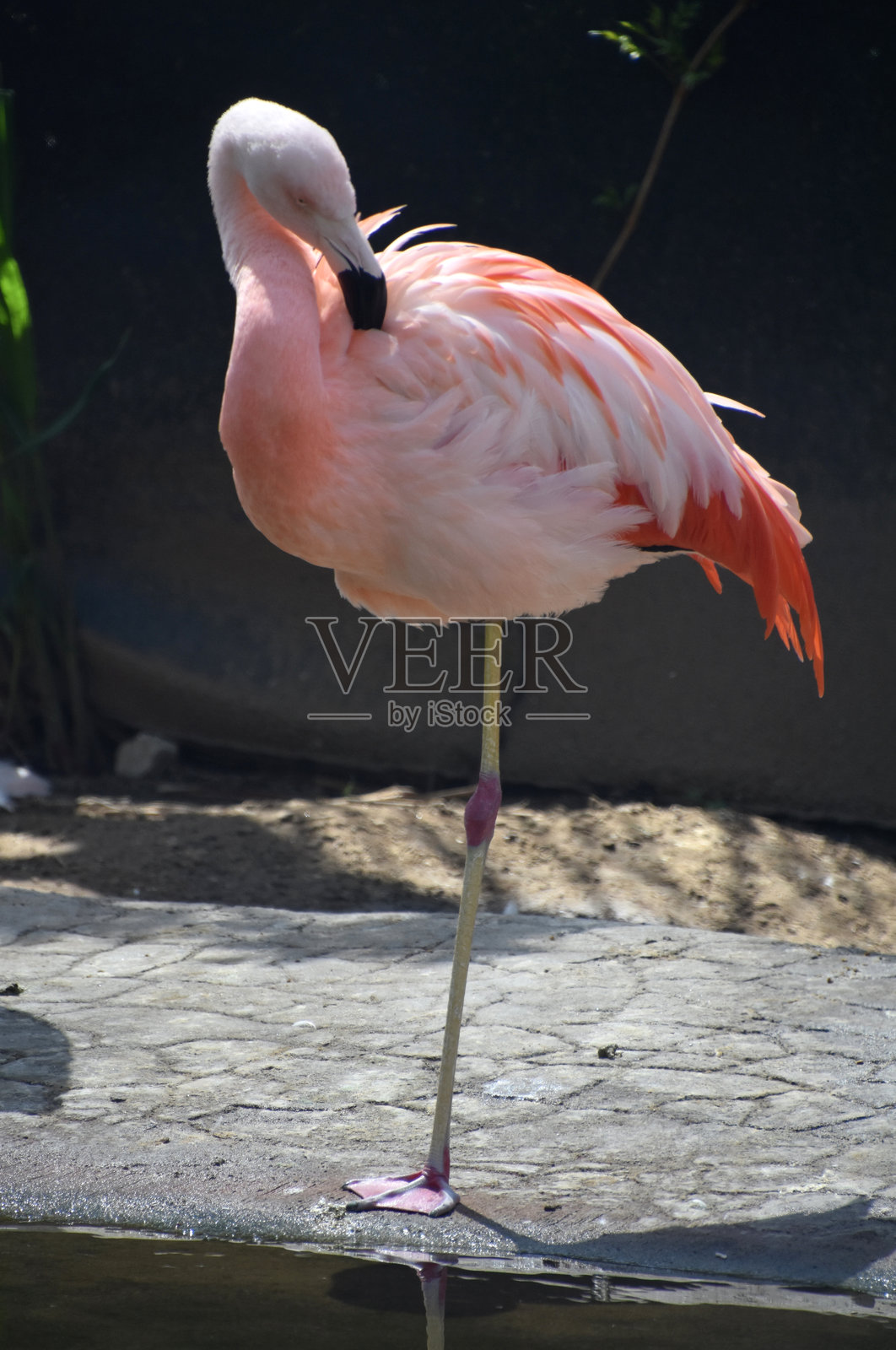 加勒比海火烈鸟用喙梳理羽毛照片摄影图片
