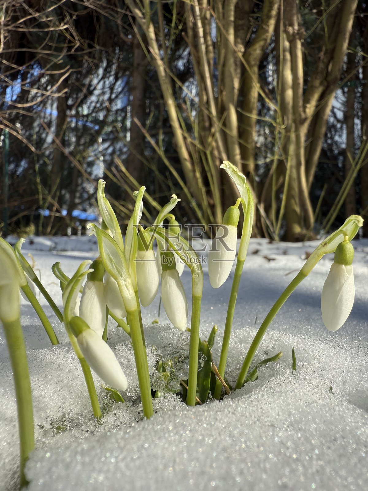 雪花莲照片摄影图片