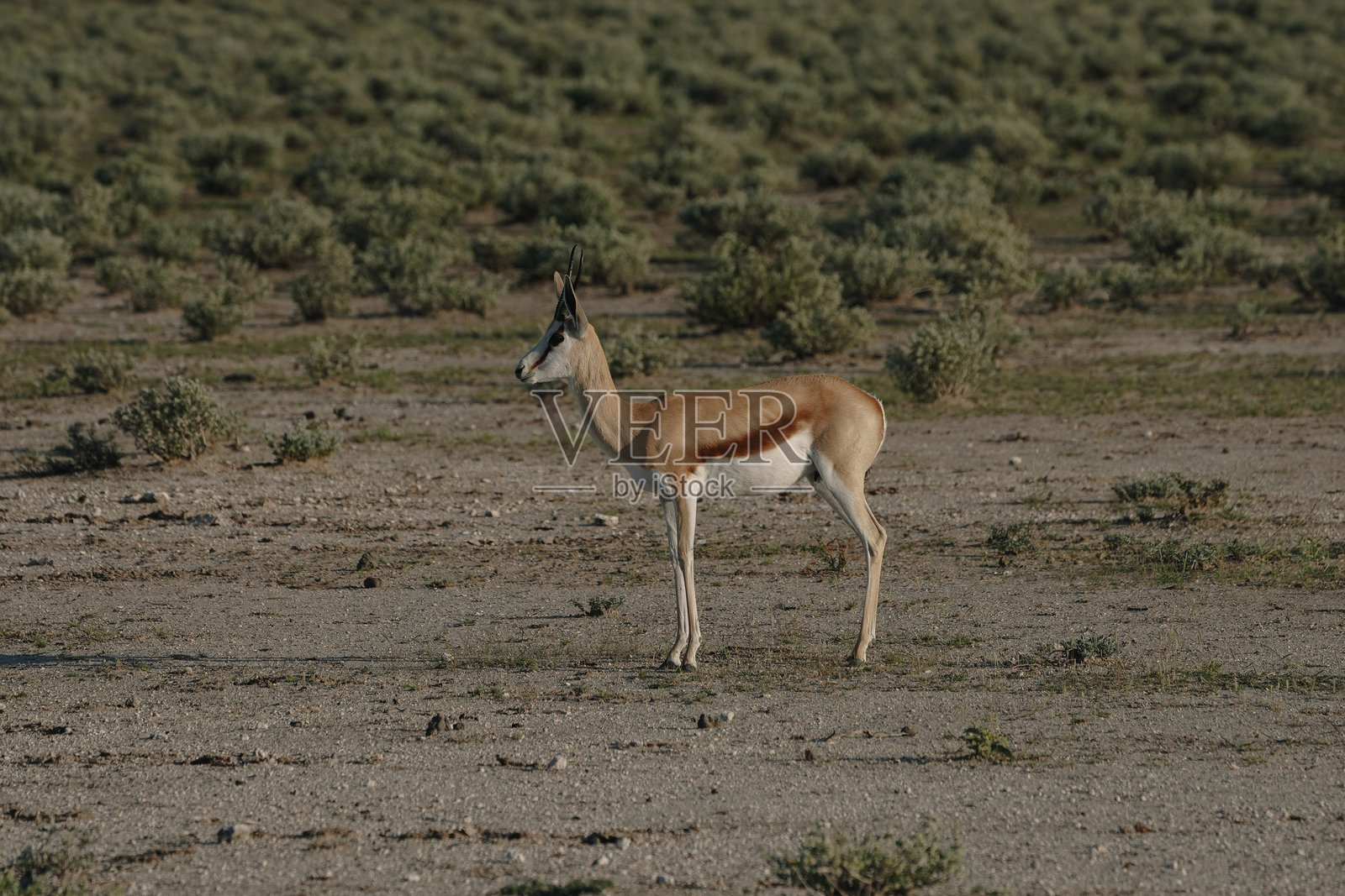 一只美丽的春羚在纳米比亚的埃托沙国家公园的草原上漫步。照片摄影图片