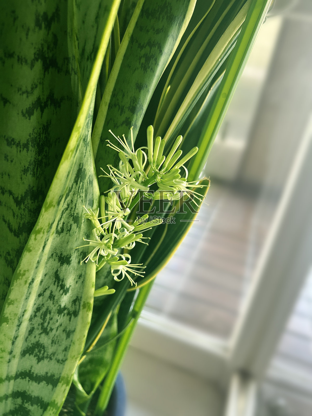 虎尾兰照片摄影图片