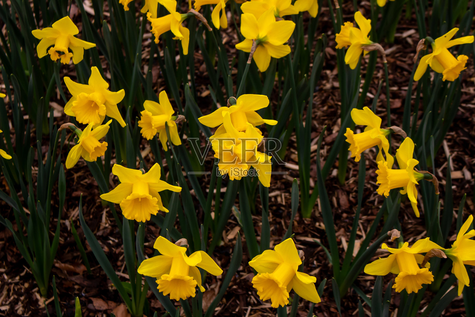 美丽的黄色水仙花在春天的花园中盛开照片摄影图片