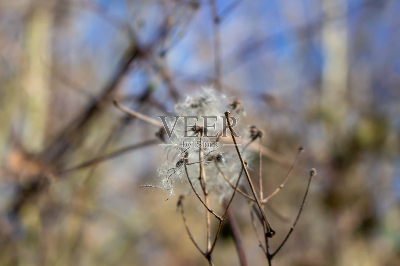 冬日阳光下的野生铁线莲照片摄影图片