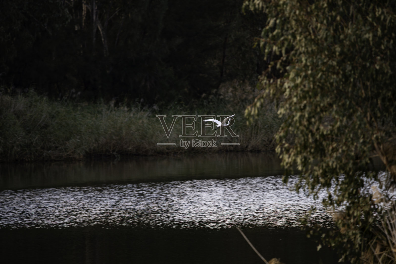 白鹭在飞翔照片摄影图片