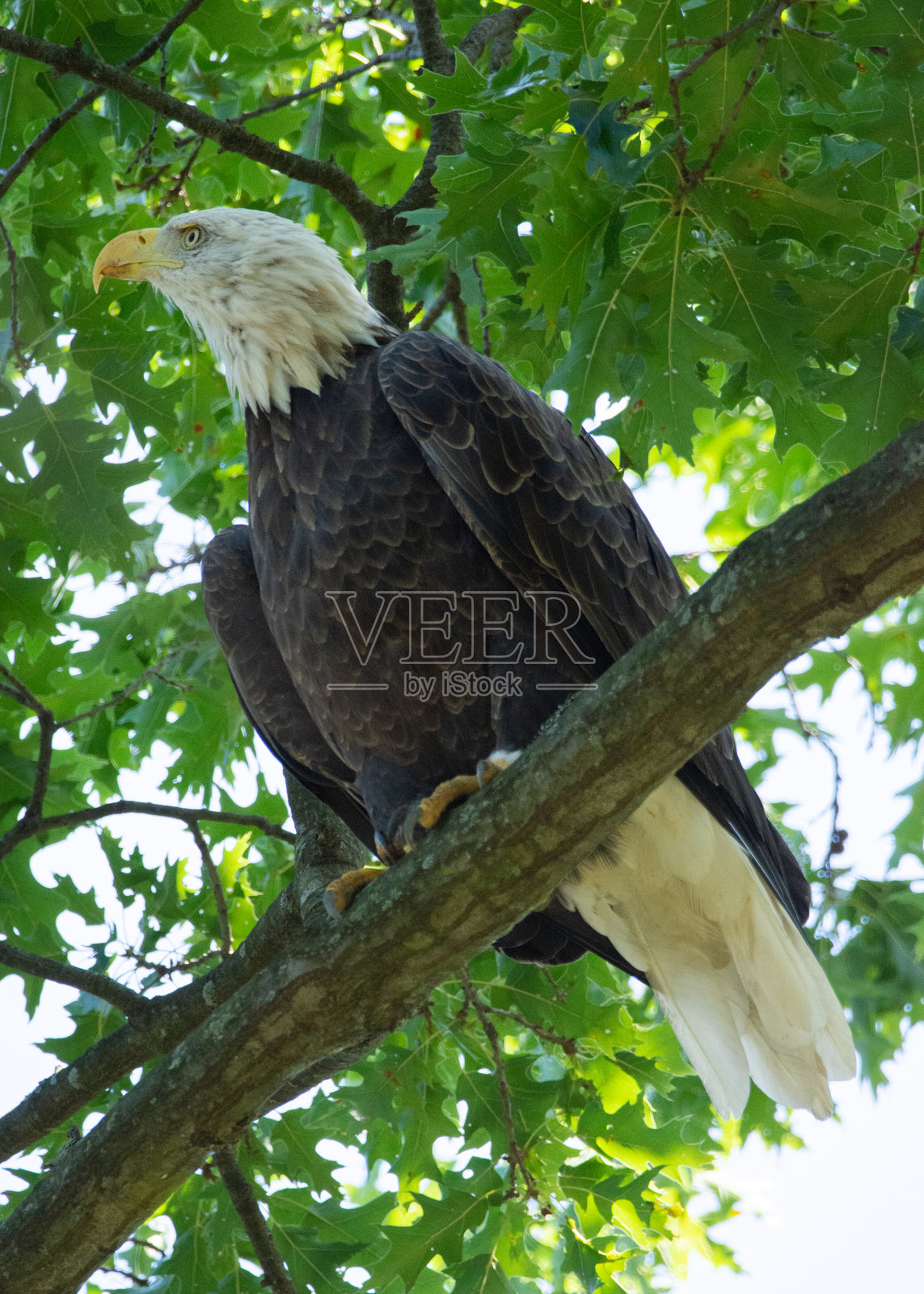 秃头鹰栖息在树枝上照片摄影图片